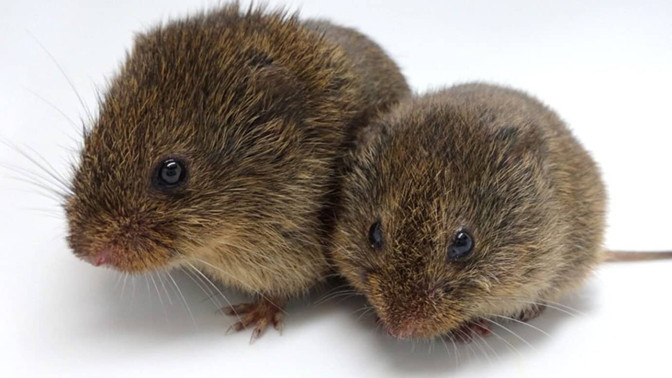 Arvicole di prateria svelano la complessità del cervello nei rapporti monogami 1 Arvicole di prateria