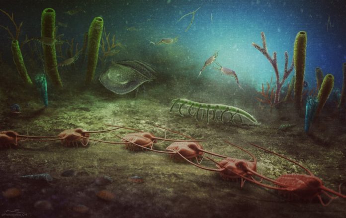 sito fossile del Biota di Cabrières