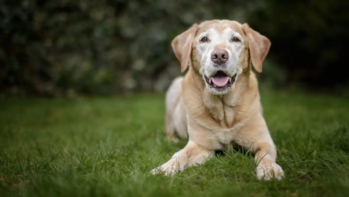 Loy-002: arriva la pillola anti età per cani