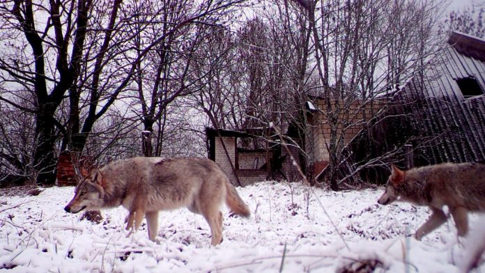 I lupi di Chernobyl sono mutati e hanno imparato a resistere ai tumori