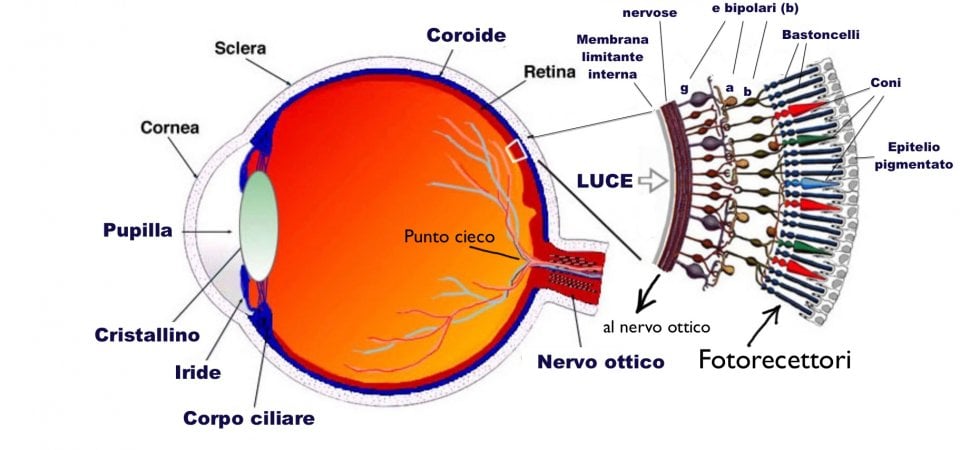 Percezione dei colori: come la vista umana li distingue 3 Percezione dei colori: I coni verdi e rossi sono molto simili, fatta eccezione per una proteina chiamata opsina