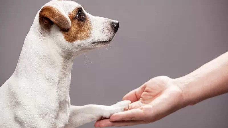 Un nuovo algoritmo AI identifica le personalità dei cani 1 Questo algoritmo AI è in grado di dirti qual è il cane perfetto per te