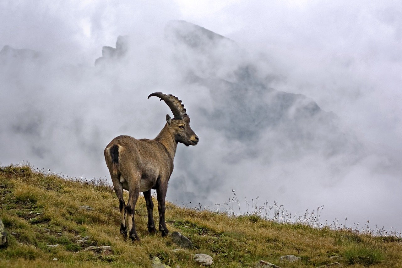 Stambecchi alpini