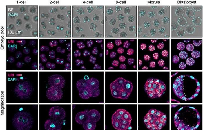 Retrovirus endogeni: cruciali nello sviluppo embrionale 3 L'antico retrovirus che condiziona lo sviluppo embrionale umano