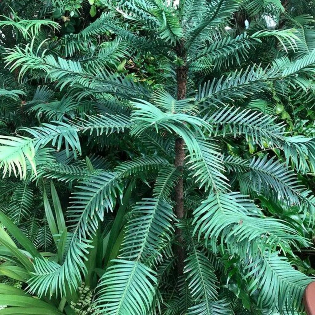 Alberi fossili viventi 