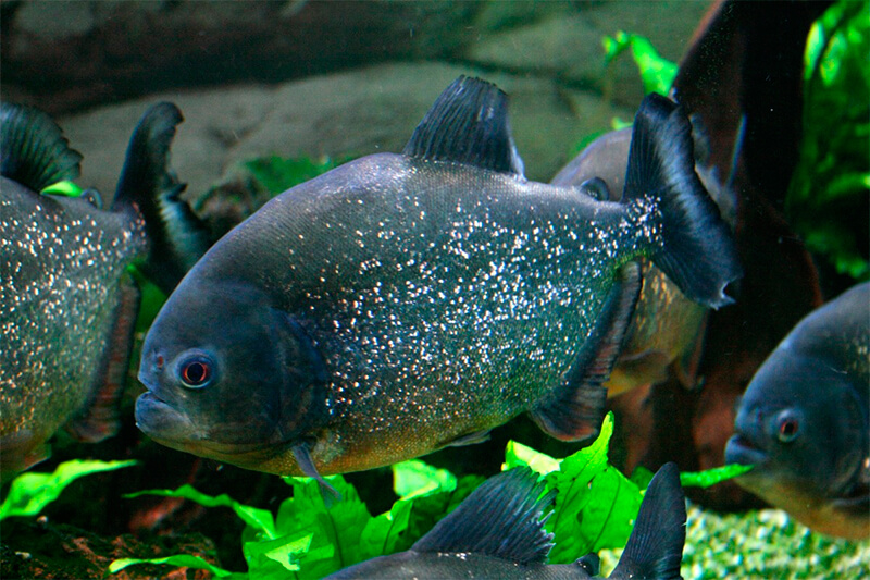 Piranha: cosa mangiano? E quanto velocemente consumano la loro preda? 3 Un singolo piranha può muoversi e consumare rapidamente la preda