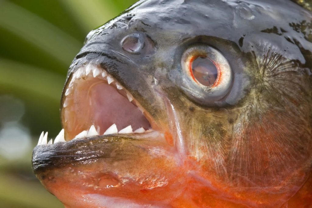 Piranha: cosa mangiano? E quanto velocemente consumano la loro preda? 1 I piranha dal ventre rosso sono spesso associati agli attacchi contro gli umani, ma la loro reputazione mortale è in gran parte non veritiera. (Credito immagine: Sylvain CORDIER / Collaboratore tramite Getty Images)
