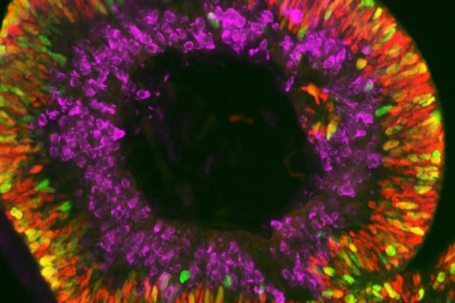 Percezione dei colori: come la vista umana li distingue 1 L’acido retinoico determina lo sviluppo di cellule sensibili ai colori