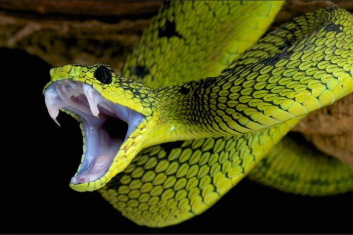Serpenti