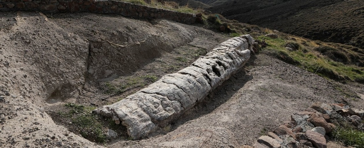 foresta fossile