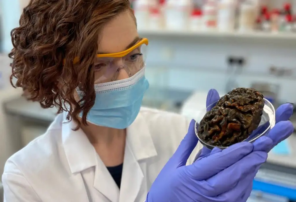 Cervelli millenari intatti: un mistero che sfida la scienza 3 Alexandra Morton-Hayward tiene in mano un cervello conservato di 1000 anni