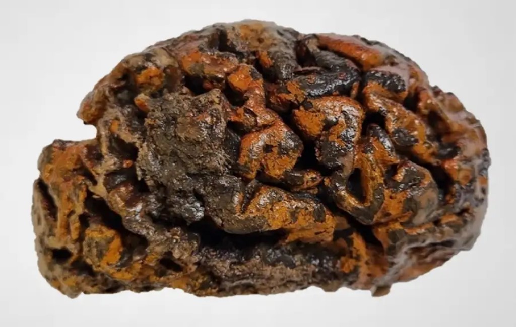 Cervelli millenari intatti: un mistero che sfida la scienza 1 Il cervello di un individuo di 1000 anni ritrovato nel cimitero di una chiesa a Ypres, in Belgio. Le pieghe del tessuto, ancora molle e umido, si colorano di arancione a causa degli ossidi di ferro