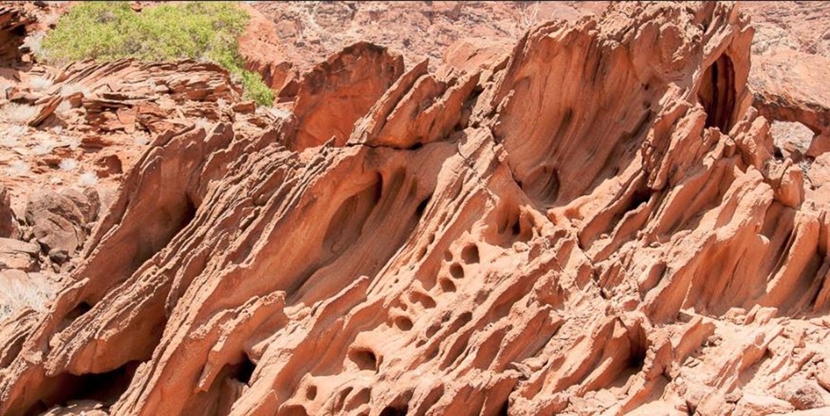 La più antica foresta fossile ha 390 milioni di anni 3 foresta fossile