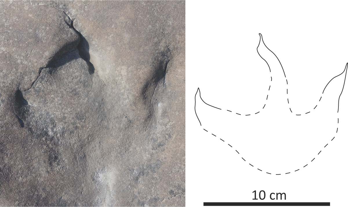 Scoperte 75 tracce di dinosauri in un antico ecosistema dell'Alaska 2 Tracce di dinosauri