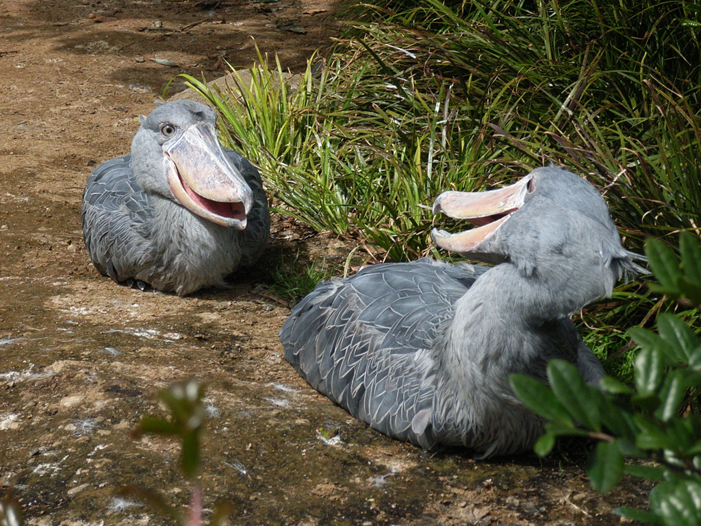 Uccello becco a scarpa 