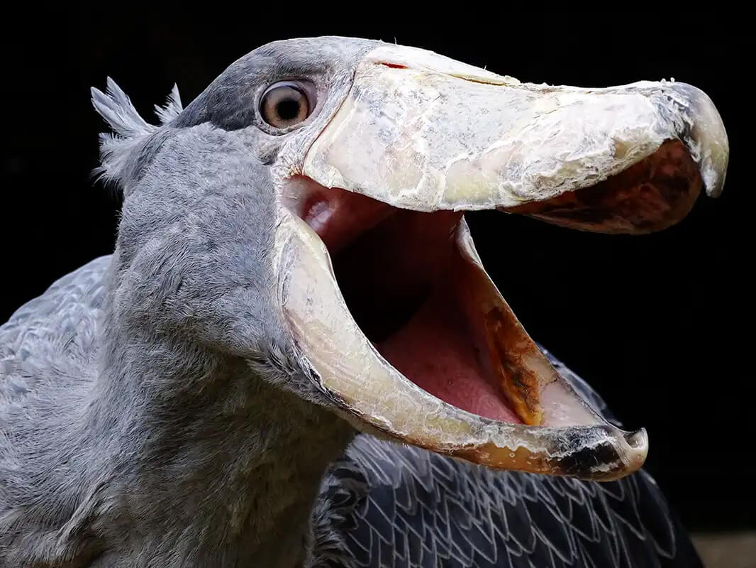Uccello becco a scarpa