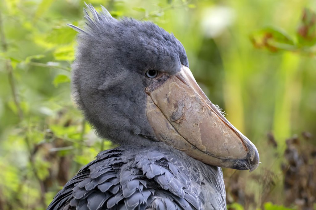 Sviluppato albero genealogico degli uccelli con oltre 363 specie 3 Uccello becco a scarpa
