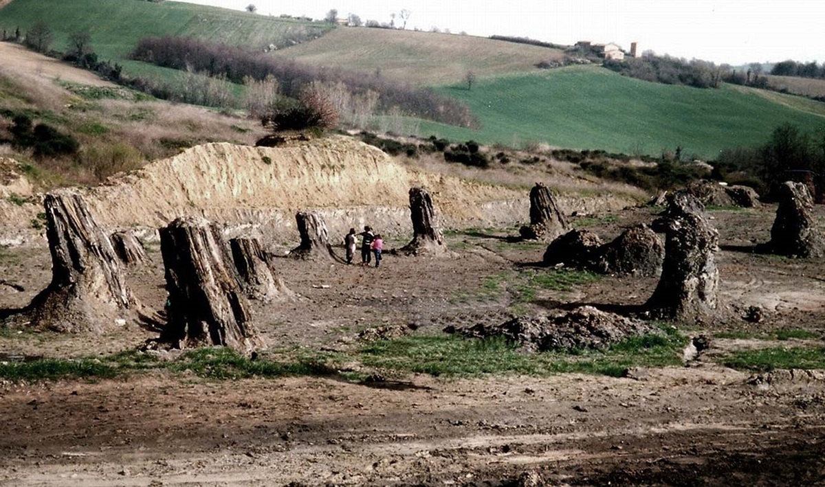 foresta fossile