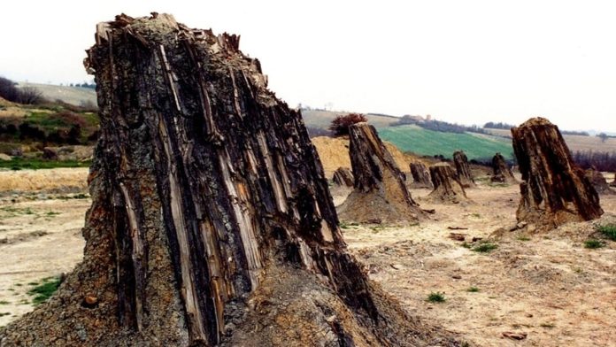 foresta fossile