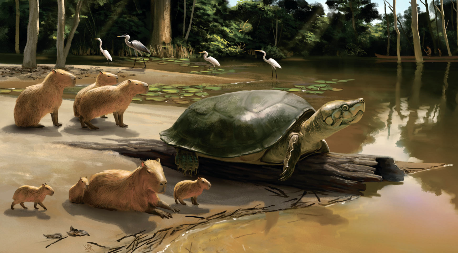 Peltocephalus maturin