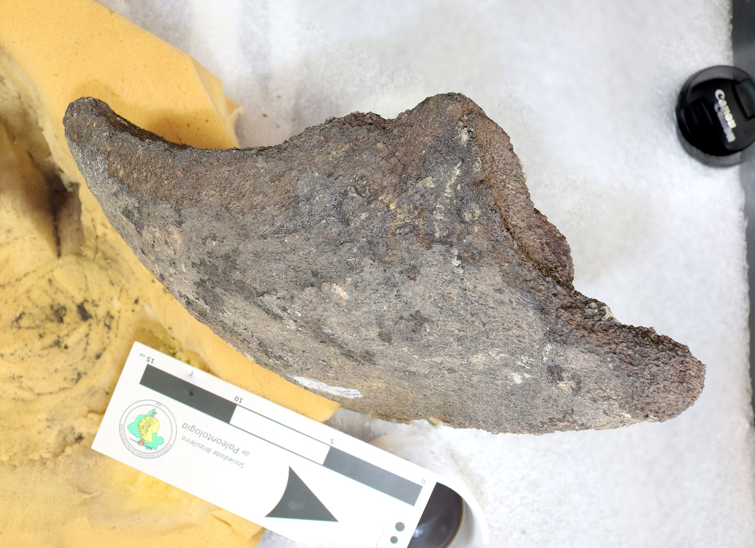 Peltocephalus maturin