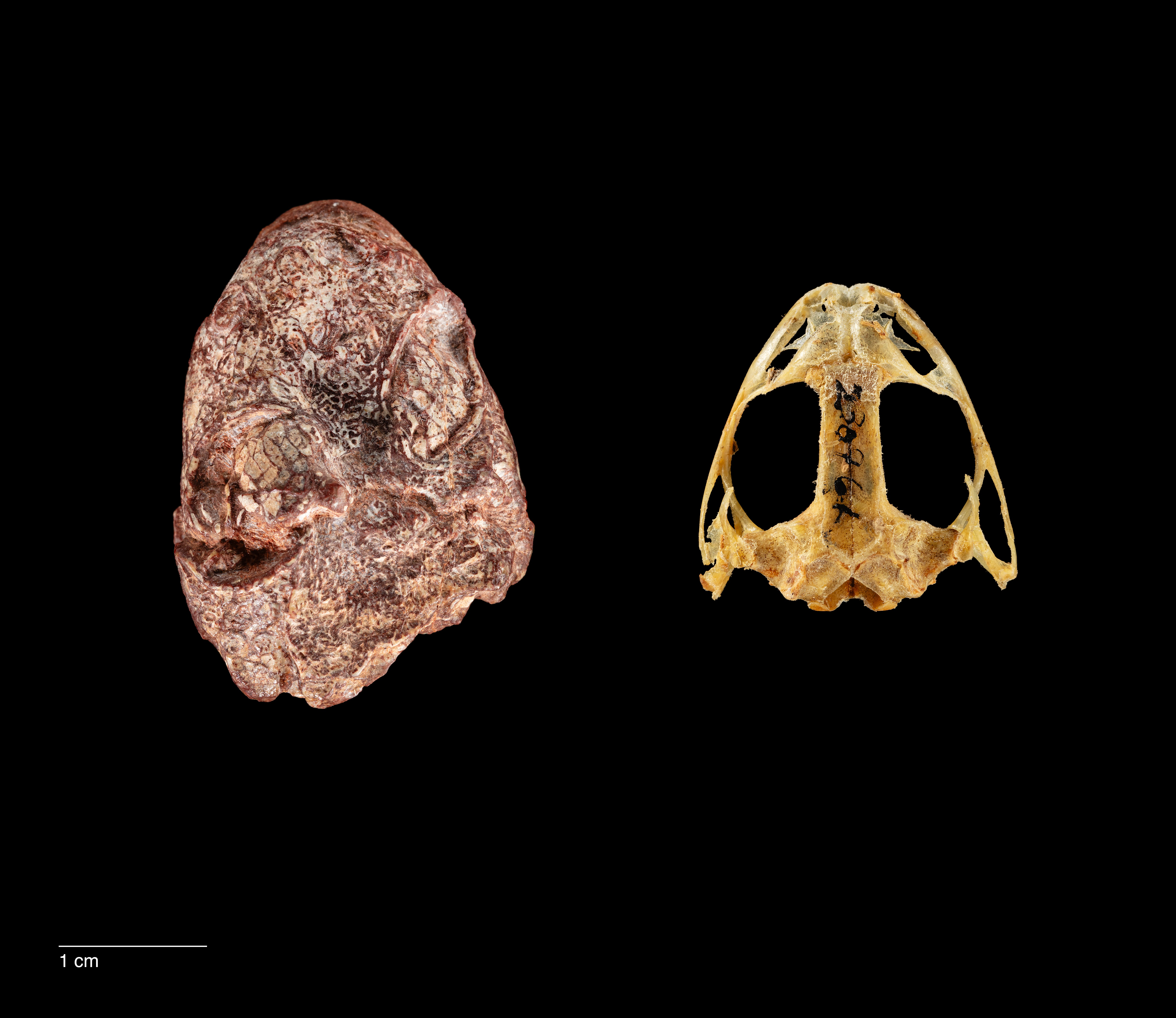 Kermitops gratus