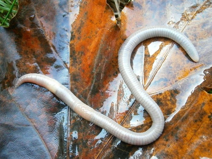 Nematodi riescono a sopravvivere alle radiazioni di Chernobyl