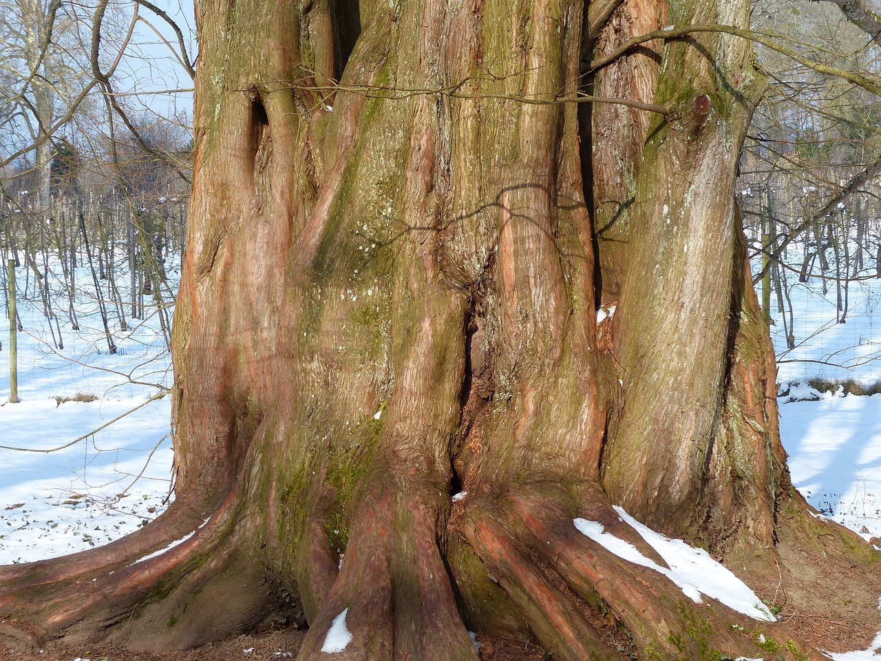 sequoie giganti
