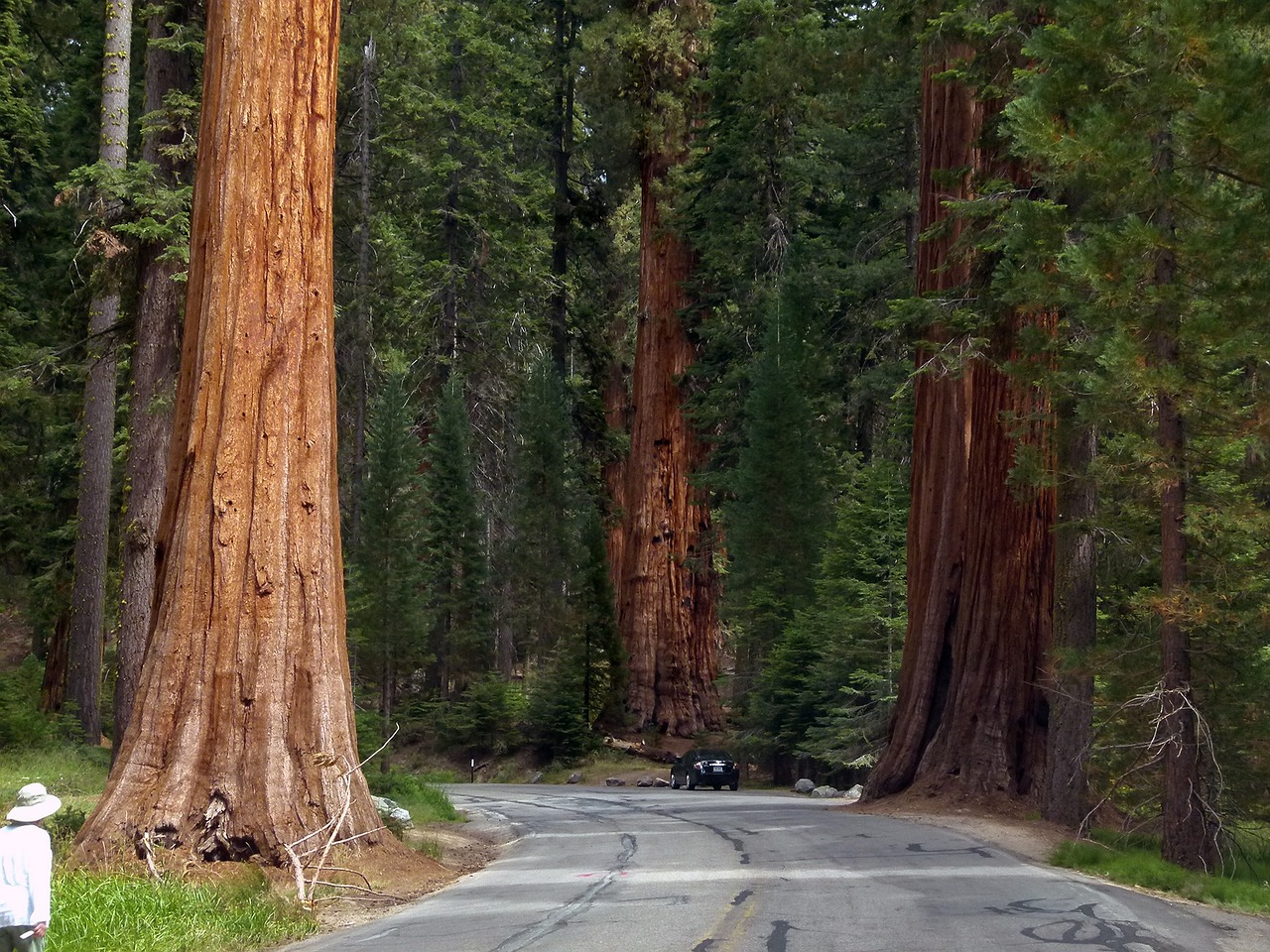 sequoie giganti