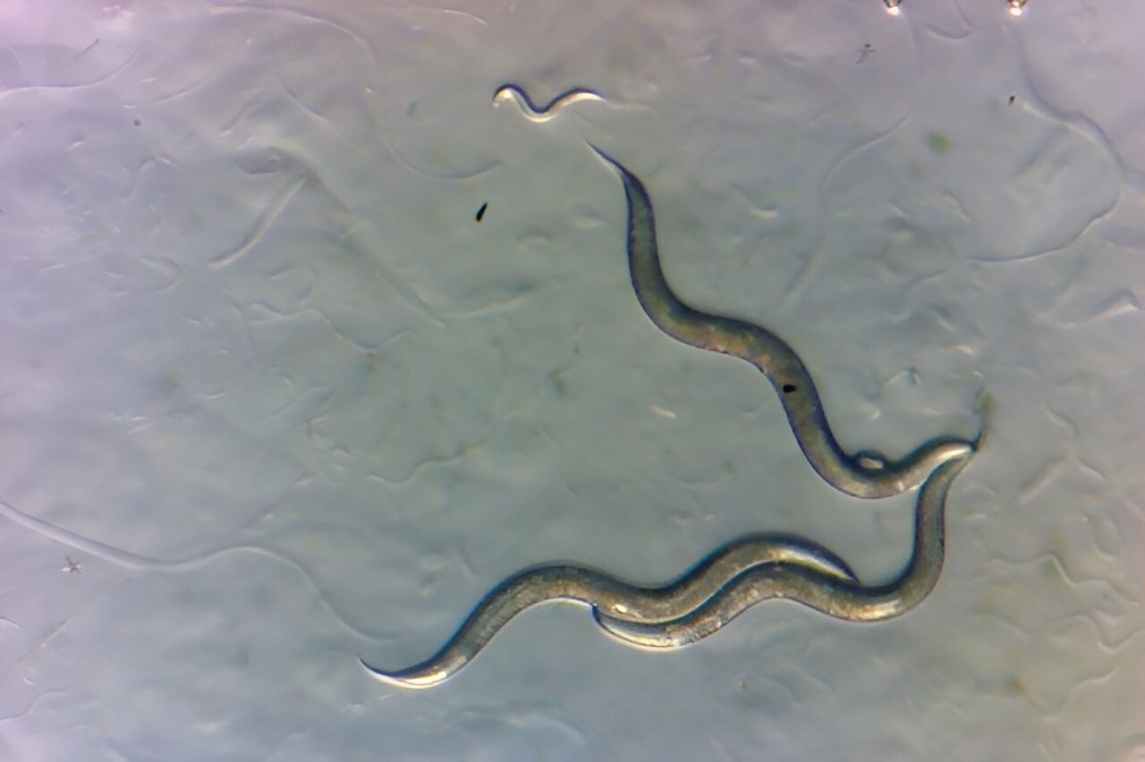 nematodi