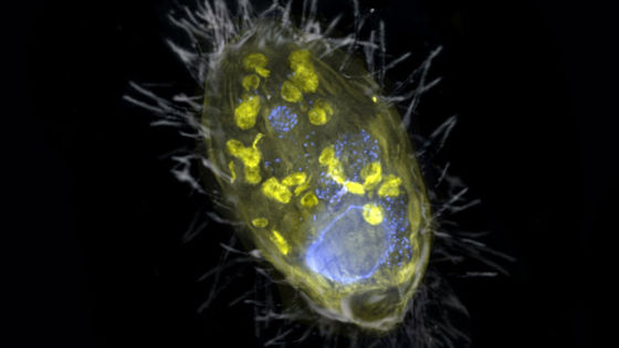 Nitroplasto: scoperto un fenomeno che accade una volta ogni miliardo di anni 1 Nitroplasto