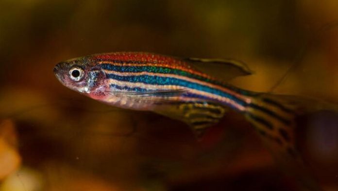 Pesce zebra