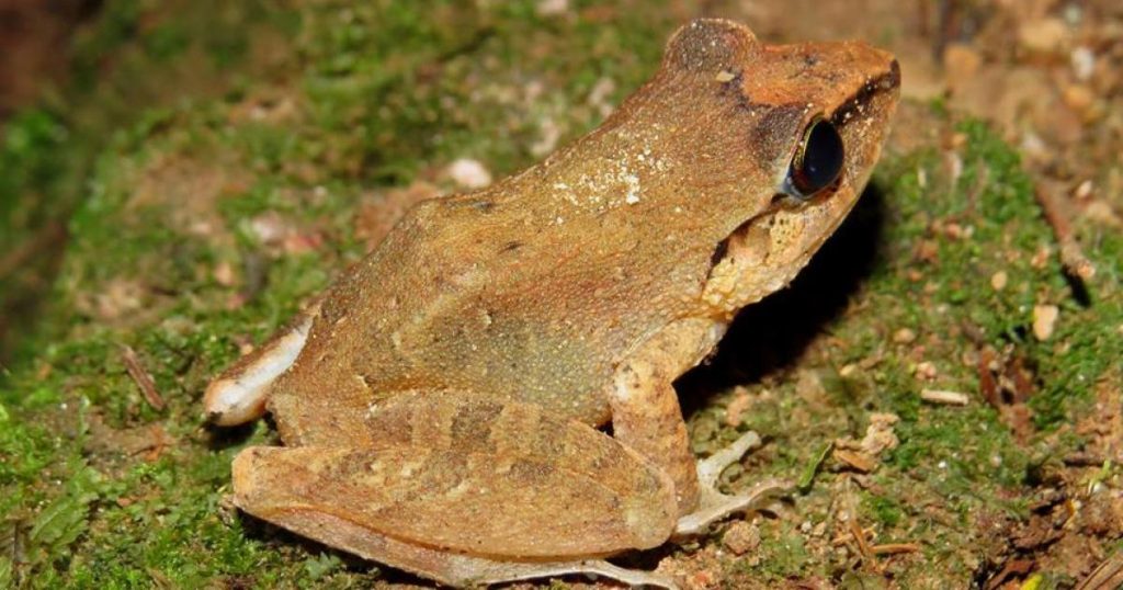 rana lettiera