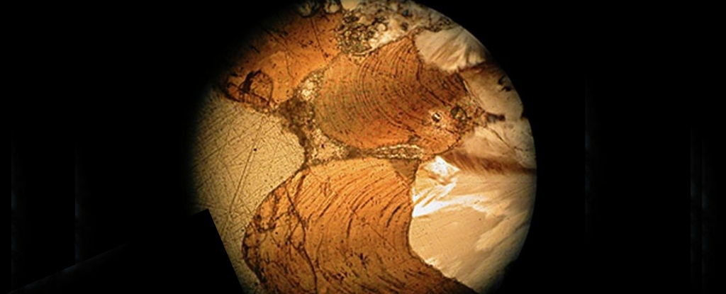 Fossili di gusci di uovo hanno conservato proteine organiche di un titanosauro vissuti 70 milioni di anni fa 1 Fossili di gusci di uovo hanno conservato proteine organiche di un titanosauro vissuti 70 milioni di anni fa
