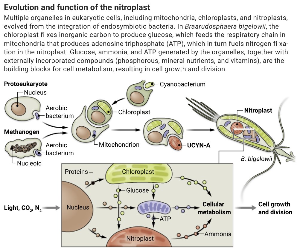 Nitroplasto