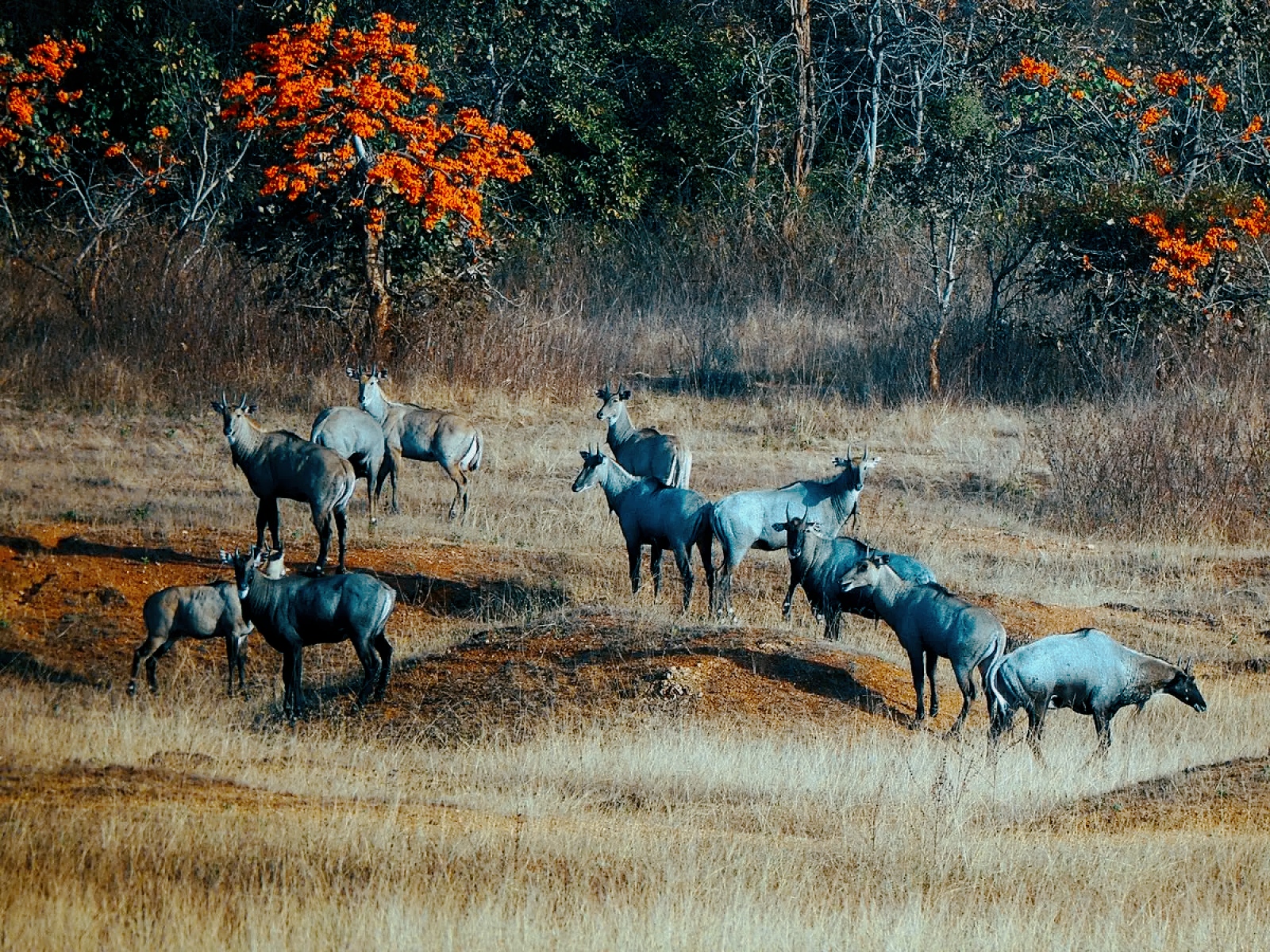 Antilope blu: ecco come si è estinta 1 Antilope blu