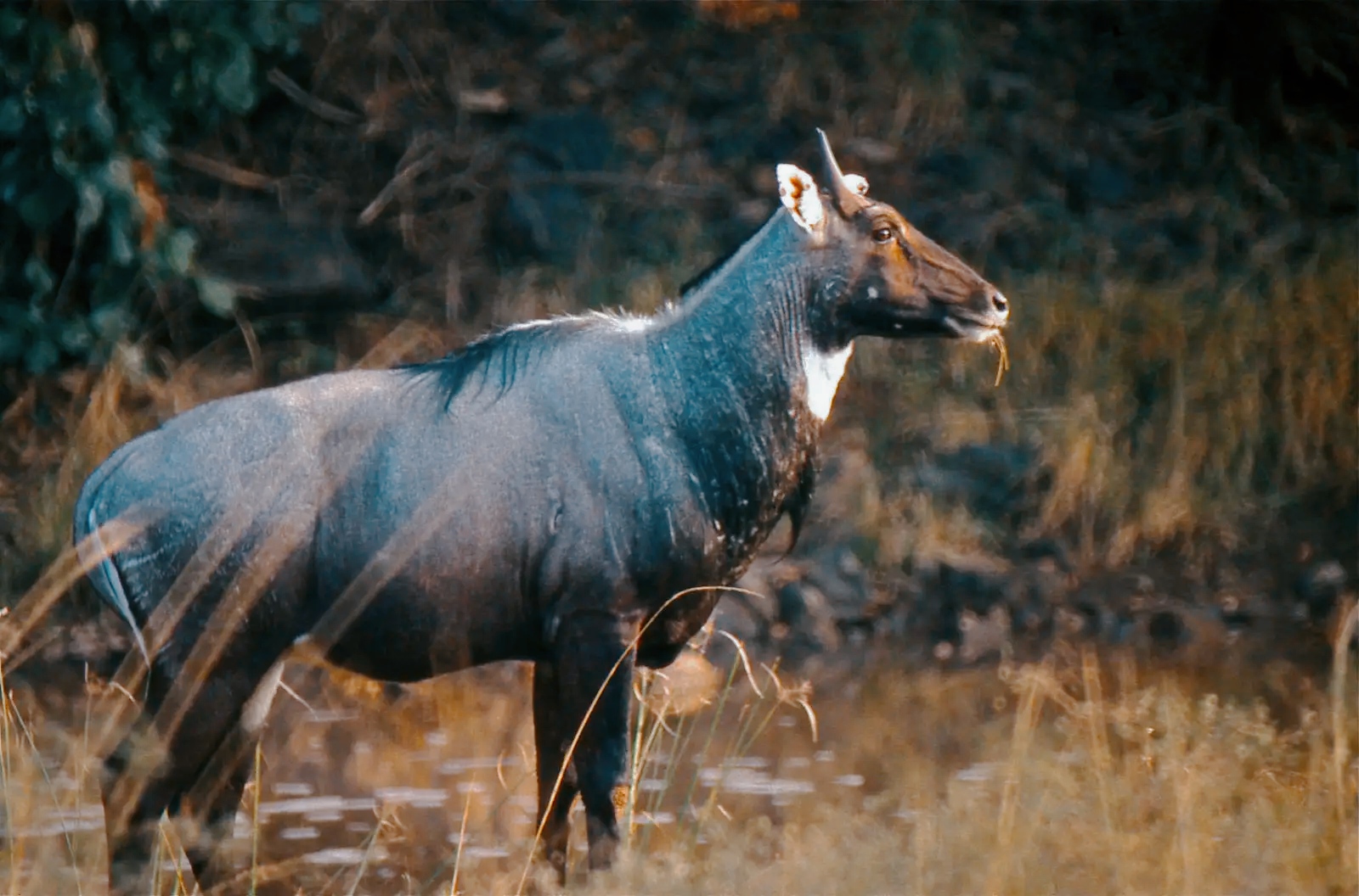 Antilope blu 