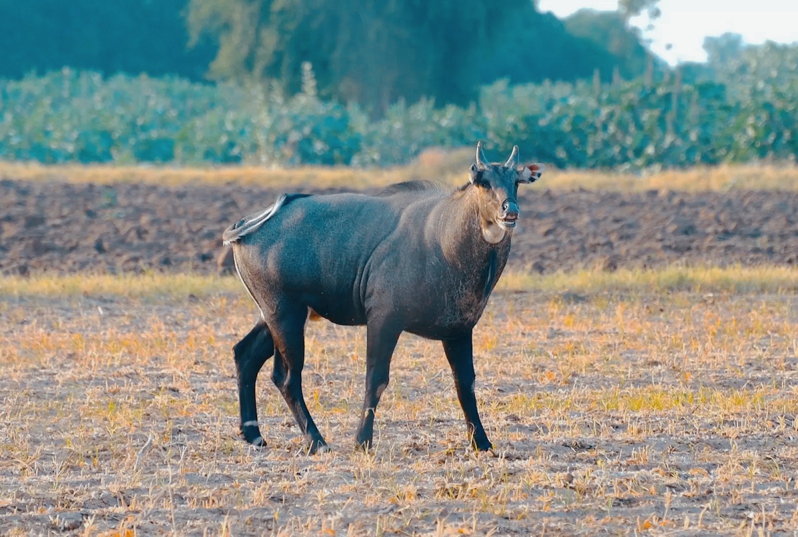 Antilope blu 
