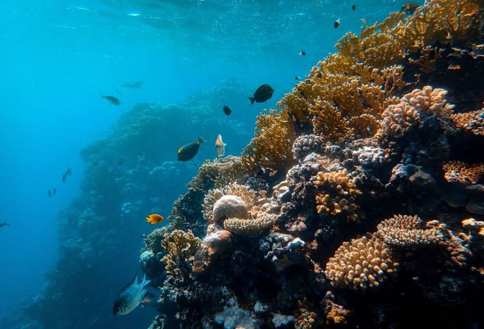 Creature marine sconosciute avvistate nel Pacifico: si tratta di 50 nuove specie