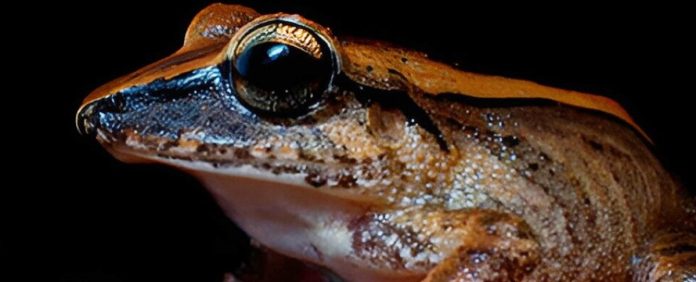 La rana lettiera emette un potentemente urlo ultrasonico che gli uomini non possono sentire