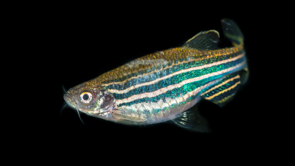 Pesce zebra 