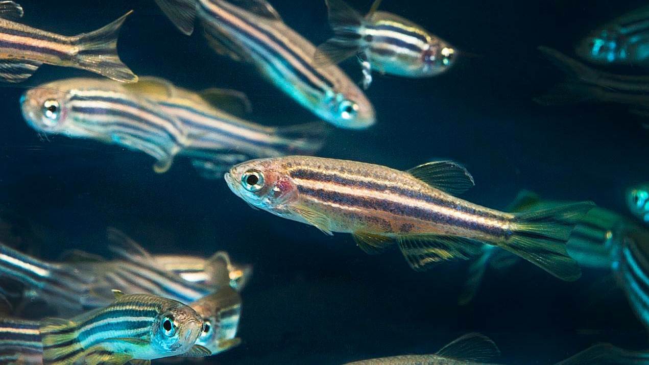 Pesce zebra 