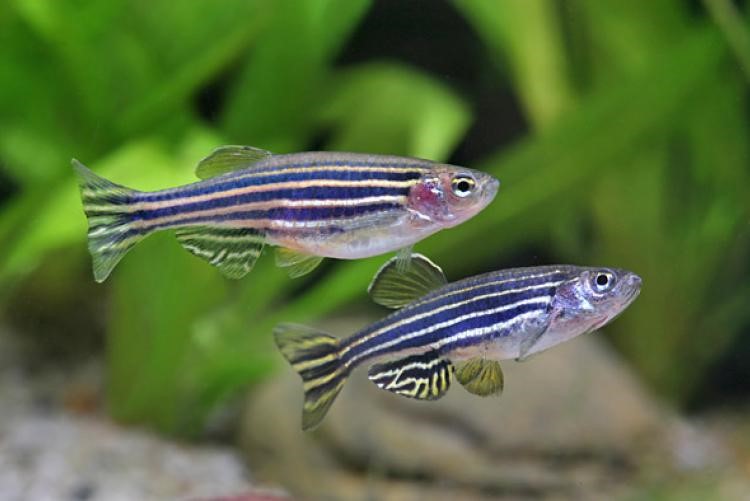 Pesce zebra 