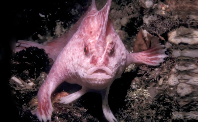 Pesce mano rosa