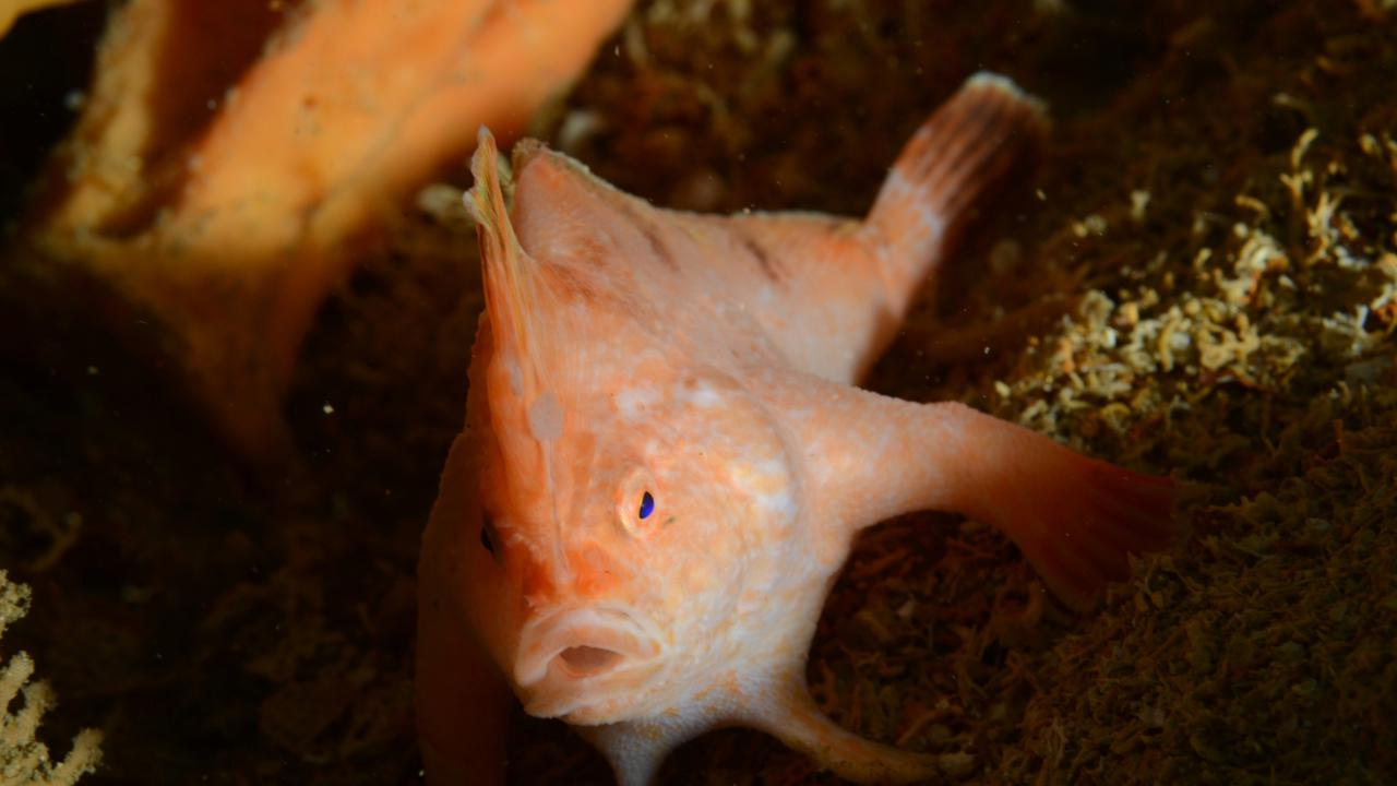 Pesce mano rosa