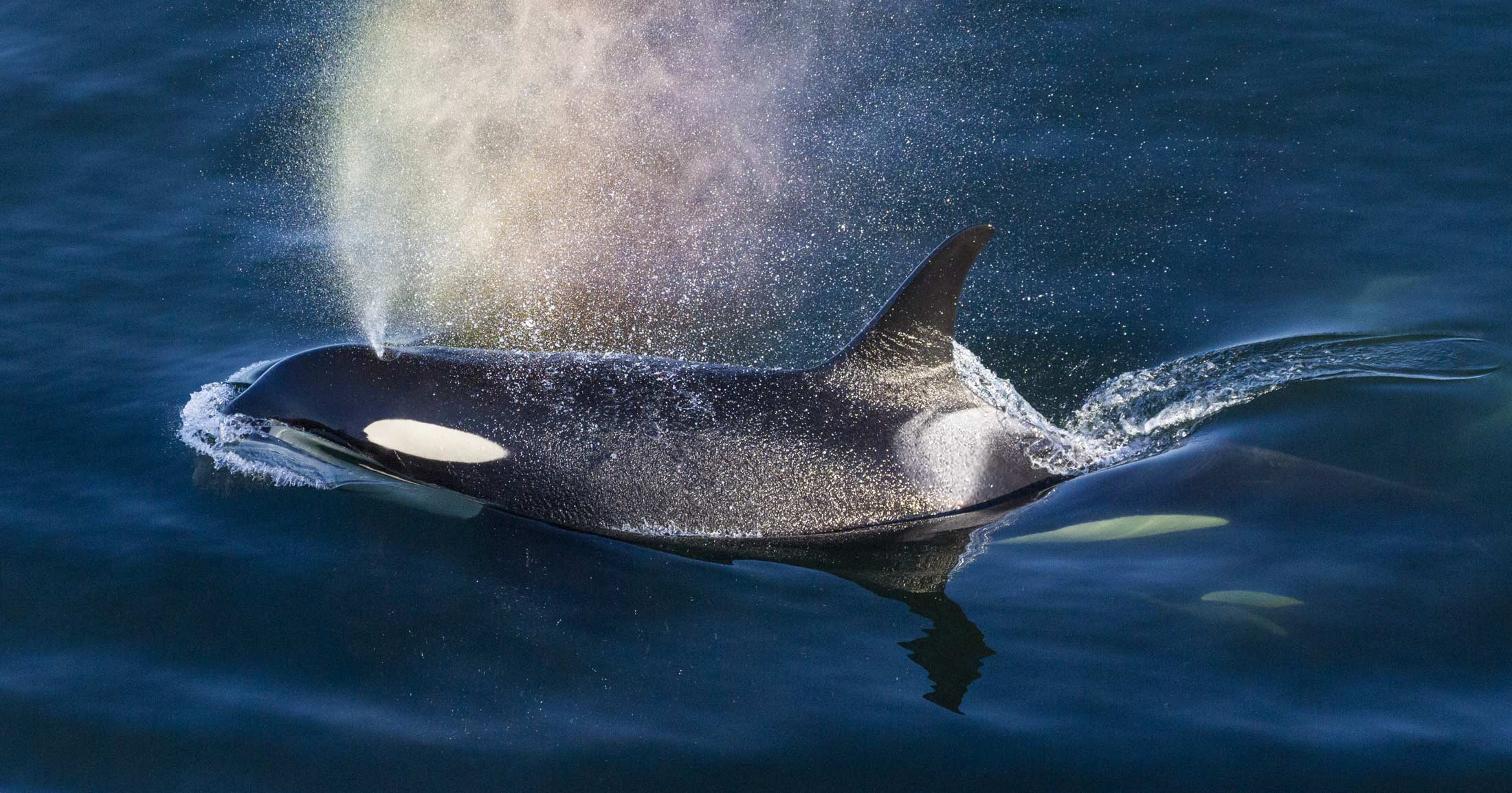 SRKW