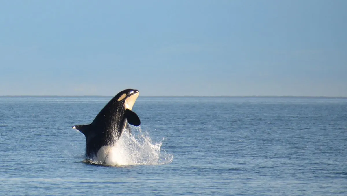 SRKW