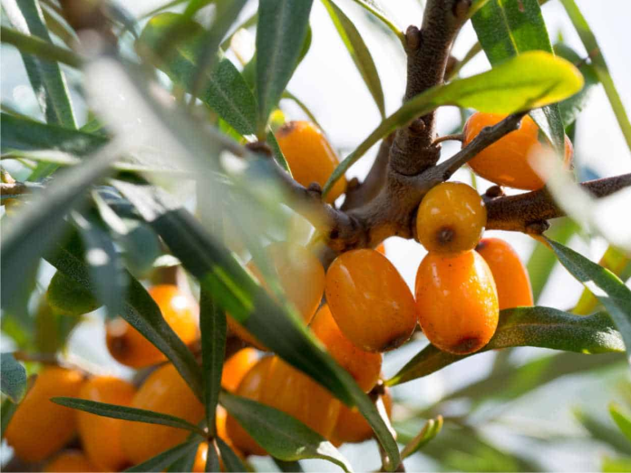 Bacche di olivello spinoso