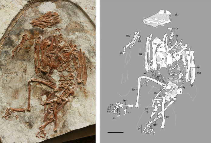 Titanomachya gimenezi