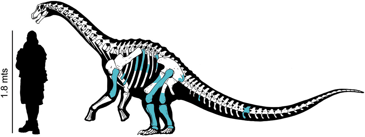 Titanomachya gimenezi